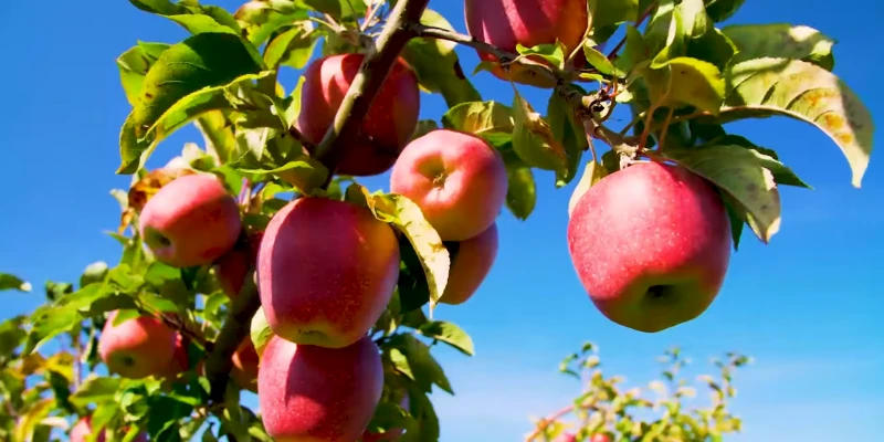 Apples Orchards of Quetta