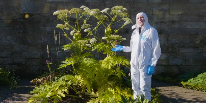 How Poisonous Are the Plants