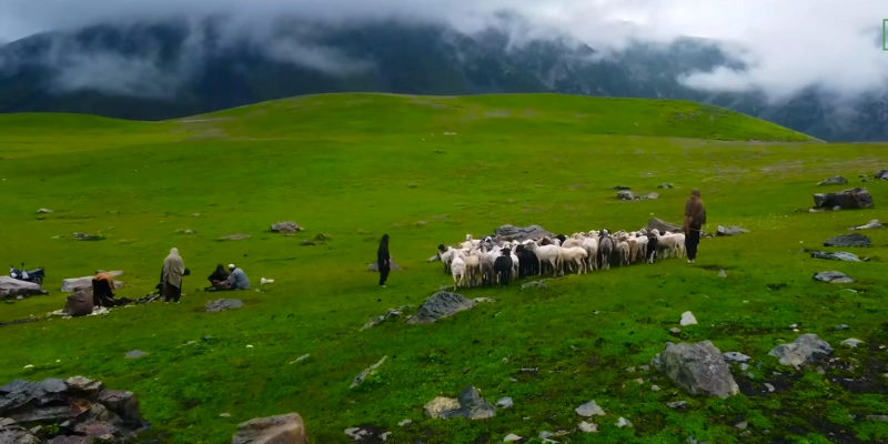 Kalam Meadows