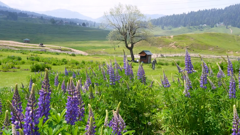 Lupin Park Gulmarg