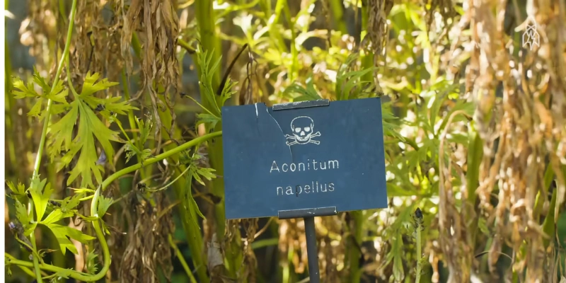 Monkshood (Aconitum napellus)