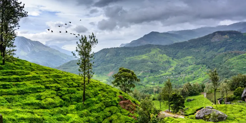 Munnar, Kerala