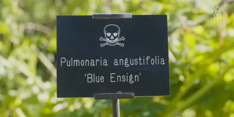 Pulmonaria angustifolia (Blue Ensign)