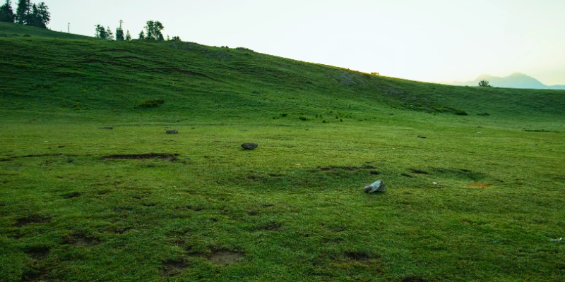 Siri Paye Meadows
