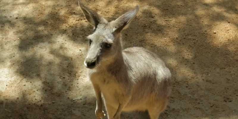 What to See in Sydney