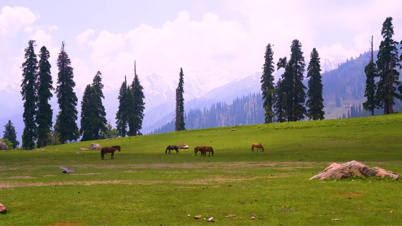 Why Gulmarg is Perfect for Families