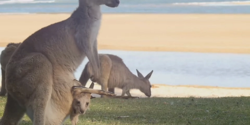 Wildlife & Nature In Australia