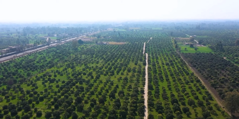 kinnow oranges of Sargodha